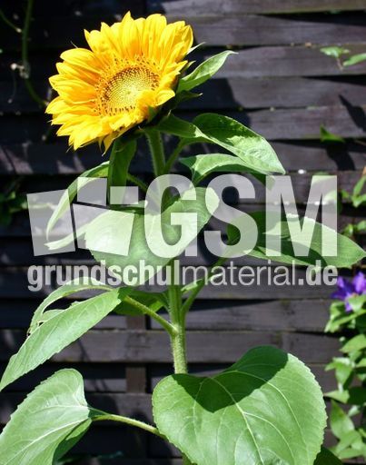 Sonnenblume-erblueht-4.jpg